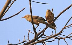 Thrush-like Wren